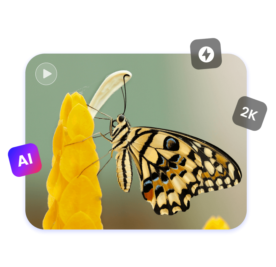 Professional Videos without Watermark